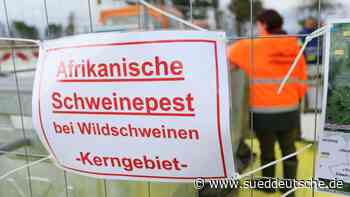 Tiere - Dresden - Schweinepest breitet sich aus: Bisher nur Wildtiere - Wissen - Süddeutsche Zeitung - SZ.de