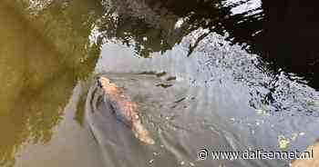 Bever trekt baantjes in schutsluis Vilsteren - DalfsenNet