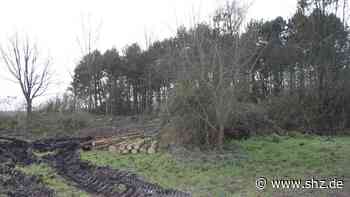 Am Stadtrand: Tornesch: Darum werden im Wald an der Kleinen Twiete Bäume gefällt - shz.de