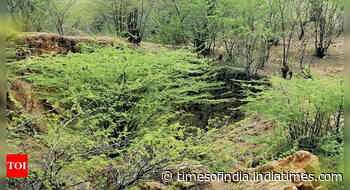 Unlike earlier, proposed Delhi-NCR plan has no target to increase forest cover - Times of India