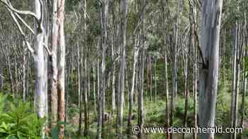 Karnataka: 60K acres forest land illegally granted - Deccan Herald