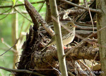 The ovenbird sings all day in the middle of the forest - The Local Ne.ws