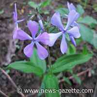 Inside Out | Immerse yourself in the forest with a shinrin-yoku walk - News-Gazette