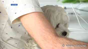 KU Leuven lanceert nieuw project met kantoorhonden: "betere prestaties en lager stressniveau" - ROB-tv