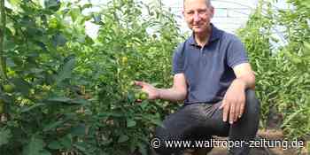 WZ+ Martin Gottschling holt sein Bio-Gemüse frisch vom Acker in die Küche - Waltroper Zeitung