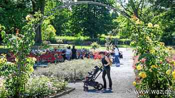 Rosengarten im Grugapark nach Grundsanierung wiedereröffnet - WAZ News