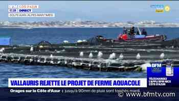 Alpes-Maritimes: les élus de Vallauris votent symboliquement contre le projet de ferme aquacole - BFMTV