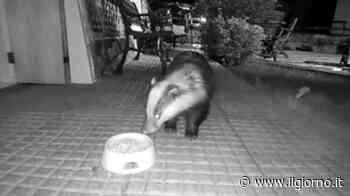 Lecco, tassi affamati rubano il cibo per gatti: il video dei furti - IL GIORNO