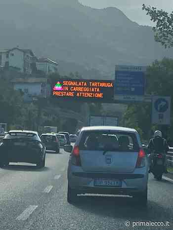 "Attenzione tartaruga in Statale 36": fake? No è tutto vero! - Prima Lecco