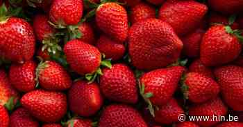 Landelijke Gilde organiseert Frezefret | Lendelede | hln.be - Het Laatste Nieuws