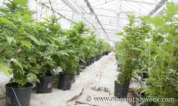 Grimsby developing plan to reduce potential cannabis odour - Niagara This Week
