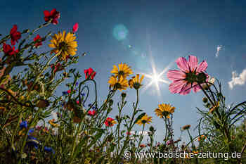 Auf einem Demobetrieb in Kandern wachsen blühende Felder statt trister Kulturen - Kreis Lörrach - Badische Zeitung