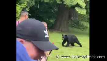 Videos of bear catching goose at Vancouver pitch and putt - Delta Optimist