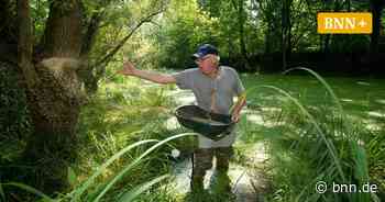 Kabs: Für eine Schnakenplage nördlich von Bruchsal ist es zu trocken - BNN - Badische Neueste Nachrichten