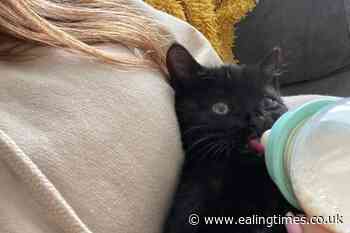 'Feisty' kitten named Smudge rescued from motorway near Doncaster - Ealing Times