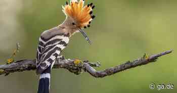 Bonn: Das Artensterben beim Vogel ist groß - General-Anzeiger Bonn