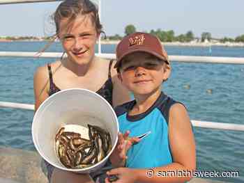Free goby derby returning to Sarnia's riverfront in July - Sarnia and Lambton County This Week