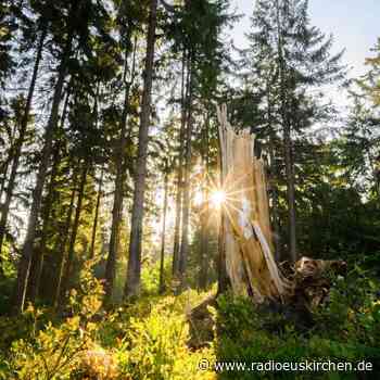 Zukunft der Wälder: Bundesagrarministerium startet Dialog - radioeuskirchen.de