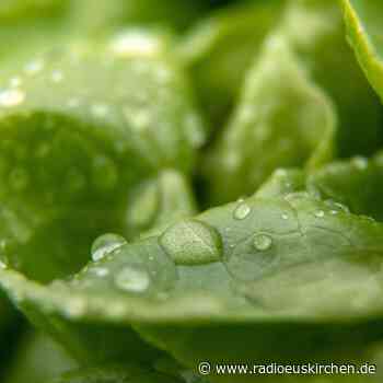 Schlappe Blätter? Wasserbad macht Salat wieder frisch - radioeuskirchen.de