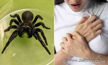 The surprising twist on use of funnel web spider venom - and how it could actually SAVE lives 