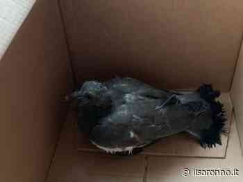 Solaro, condòmini soccorrono colombaccio ferito. Sarà curato da un esperto - ilSaronno