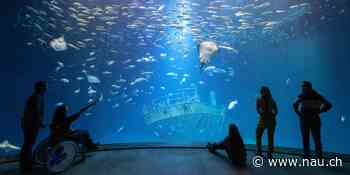Ozeaneum Stralsund: Abtauchen, ohne nass zu werden - Nau.ch