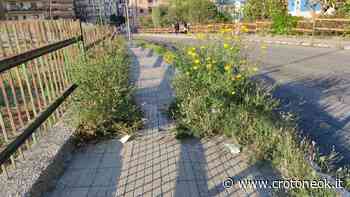 Crotone, Verde Pubblico: verso l'impiego dei percettori di Rdc ~ CrotoneOk.it - CrotoneOK.it