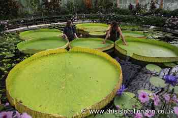 New giant waterlily's on display at Kew Gardens