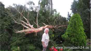 „Donnerschlag und Herzrasen“: Was passiert mit dem Mößlinger Mammutbaum nach dem Blitz-Einschlag?
