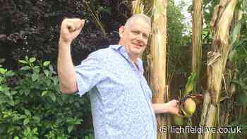 Lichfield gardener enjoys the fruits of his labour after successfully growing banana tree - Lichfield Live