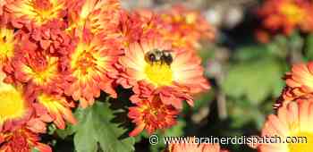 Ask the Master Gardener: Attract bees to your yard by adding what they need to survive - Brainerd Dispatch