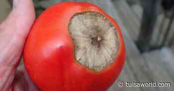 Master Gardener: Here's why your tomatoes aren't producing fruit - Tulsa World