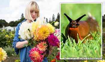 'Slugs are consuming my thoughts': Paranoid gardener shares slug killer she swears by - Express