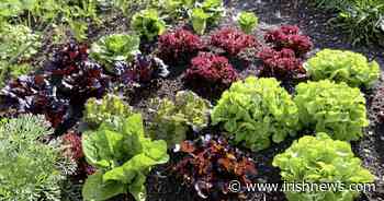 Casual Gardener: Playing catch-up in the edible garden - The Irish News