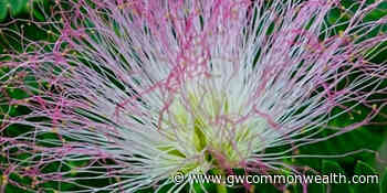 World gardener: Adding non-native plants to garden - Gwcommonwealth