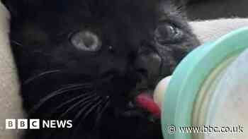 Kitten rescued from M18 motorway near Doncaster
