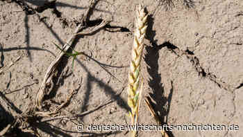 Bauern stöhnen unter der großen Hitze: Regionale Ernteausfälle in Deutschland