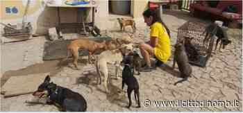 L'appello per adottare 130 cani sfrattati - Il Cittadino di Monza e Brianza