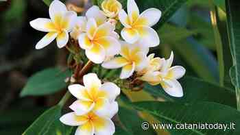 Cosa fare a Catania, gli eventi del week-end: 'Di giardino in giardino', 'Arte è Scienza', Open Mercato generale - CataniaToday