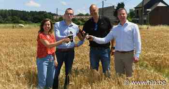 Alken Maes wil meer inzetten op Belgische landbouwers voor lokale gerst om bier te brouwen: “Frisse pint moet duurzaam pintje worden” - Het Laatste Nieuws
