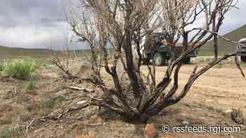 Sagebrush, a symbol of the American West, is disappearing at an alarming rate