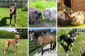 PICTURED: Dogs, rabbits and horses looking for homes in Dorset - Bridport and Lyme Regis News