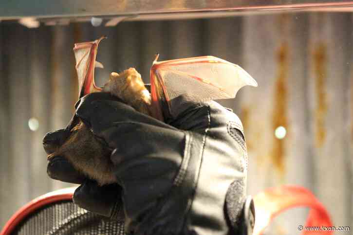 Meet the Austin couple taking care of bats in their home