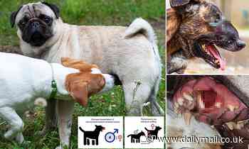 Male dogs more likely to develop cancer because they spend more time sniffing other pups' genitalia