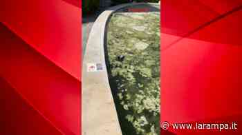 (VIDEO) Aversa. Si ferisce dopo aver salvato un piccione nella fontana - La Rampa