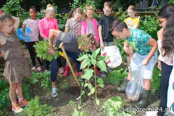 Leerlingen halen groenten van tuin tijdens oogstfeest NME-centrum De Hooizolder - Sliedrecht24