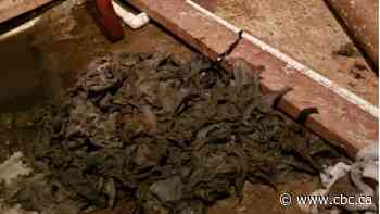 'Flushable' wipes causing growing number of clogs for Calgary wastewater crews