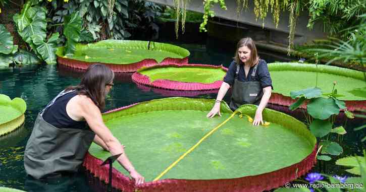 Riesige Seerose in London als neue Art identifiziert