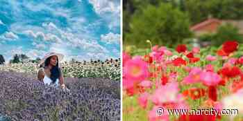 This Ontario Lavender Farm Has A New Wildflower Trail & It's Filled With Endless Poppies - Narcity Canada