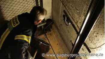 Aufzug lahmgelegt: Wie Marder die Berufsfeuerwehr auf Trab halten